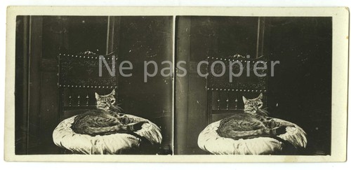 Chat vers 1930 chaise louis - chaise,