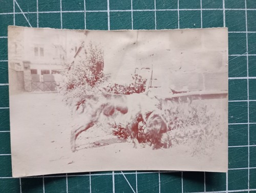 Az245 photo circa 1930 chien - circa,